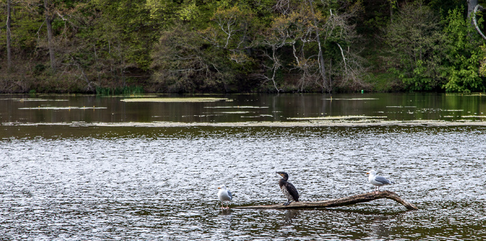 Culzean Castle Country Park: Swan Pond Maybole