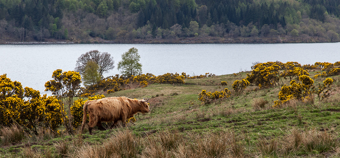 Loch Lomond and The Trossachs National Park: Schottisches Hochlandrind (Highland Cattle, Kyloe) Loch Venachar