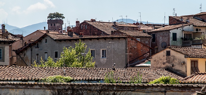 Blick vom Befestigungswall (Mura di Lucca) Torre Guinigi