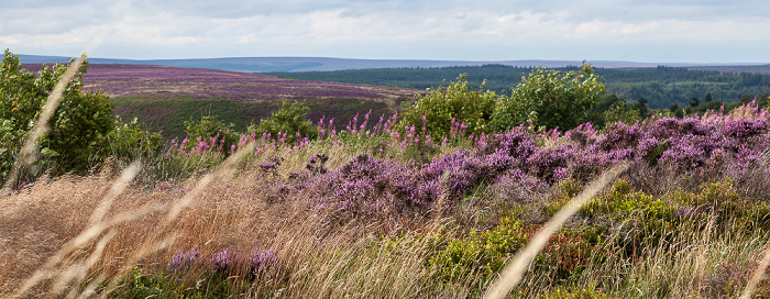 Tabular Hills: Hole of Horcum (Tal des Levisham Beck) - Heidekräuter (Erica) North York Moors National Park