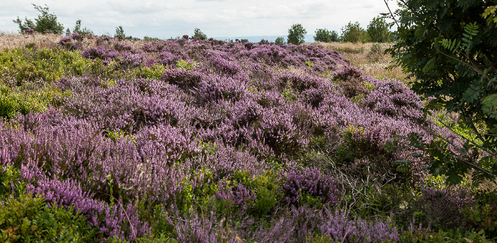 North York Moors National Park Tabular Hills: Hole of Horcum (Tal des Levisham Beck) - Heidekräuter (Erica)