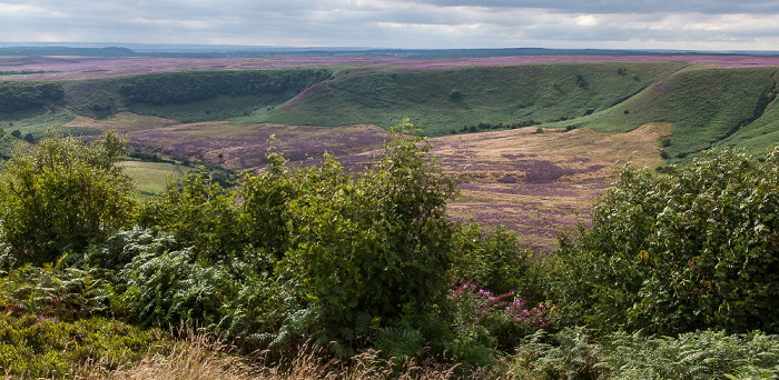 Tabular Hills: Hole of Horcum (Tal des Levisham Beck) - Heidekräuter (Erica) North York Moors National Park