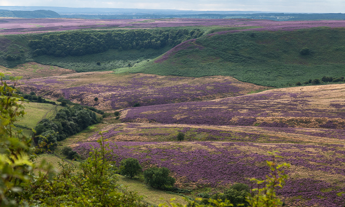 North York Moors National Park Tabular Hills: Hole of Horcum (Tal des Levisham Beck) - Heidekräuter (Erica)