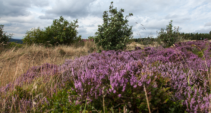 North York Moors National Park Tabular Hills: Hole of Horcum (Tal des Levisham Beck) - Heidekräuter (Erica)