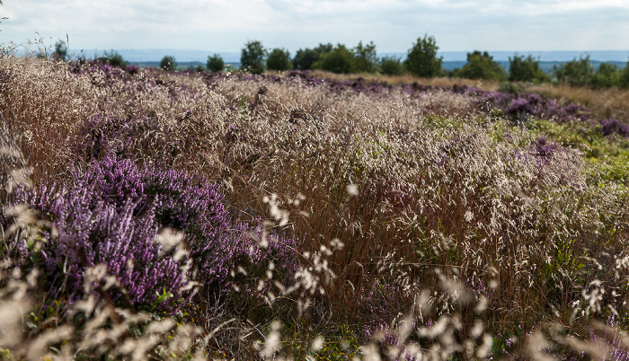 North York Moors National Park Tabular Hills: Hole of Horcum (Tal des Levisham Beck) - Heidekräuter (Erica)