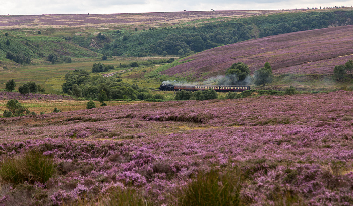 North York Moors National Park Goathland Moor: Heidekräuter (Erica) North Yorkshire Moors Railway