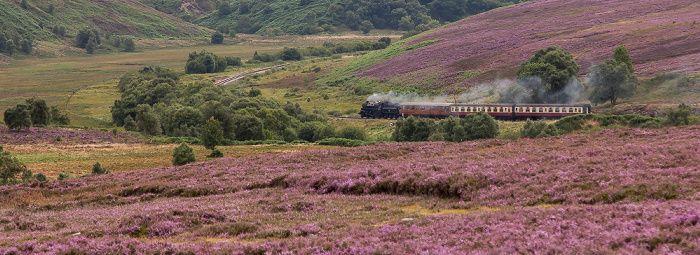 North York Moors National Park Goathland Moor: Heidekräuter (Erica) North Yorkshire Moors Railway