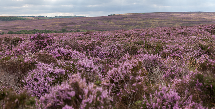 North York Moors National Park Goathland Moor: Heidekräuter (Erica)