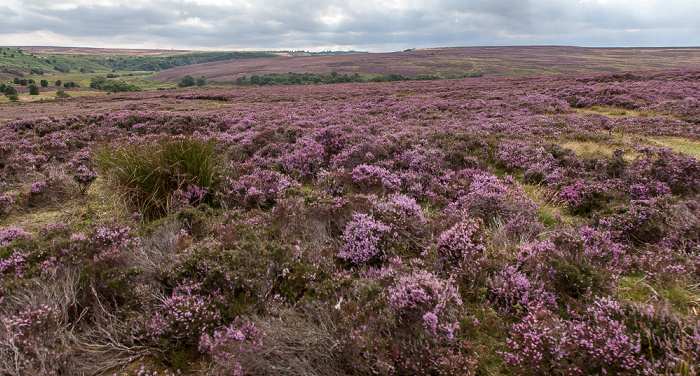 North York Moors National Park Goathland Moor: Heidekräuter (Erica)