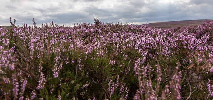 North York Moors National Park Goathland Moor: Heidekräuter (Erica)