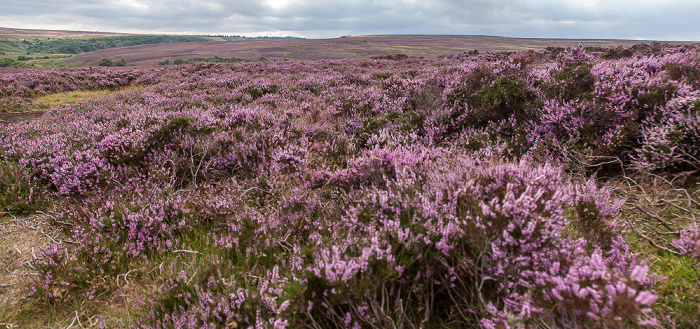 Goathland Moor: Heidekräuter (Erica) North York Moors National Park