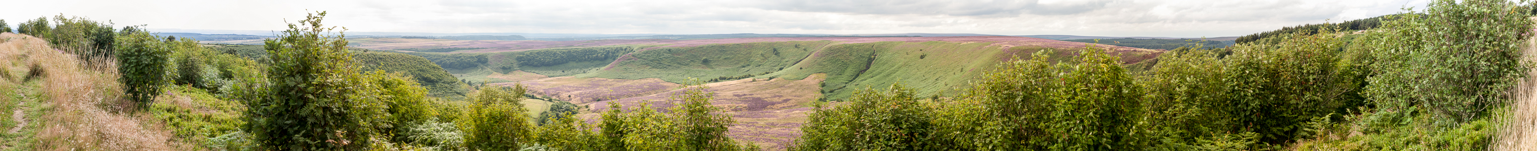 Tabular Hills: Hole of Horcum (Tal des Levisham Beck) - Heidekräuter (Erica) North York Moors National Park