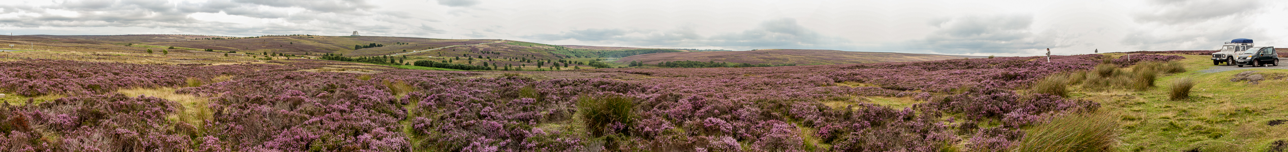 North York Moors National Park Goathland Moor: Heidekräuter (Erica)