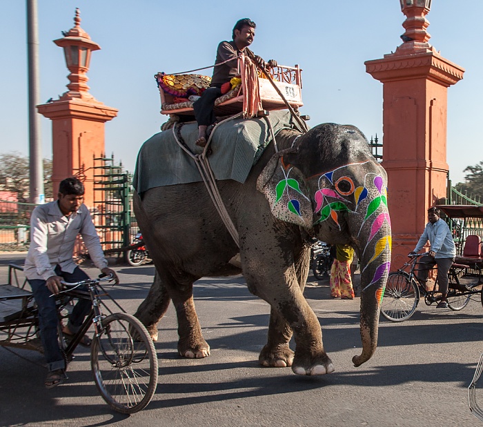 Jaipur Pink City: Bunter Elefant