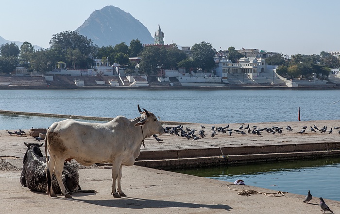 Pushkar Lake: Ghat - Heilige Kuh Pushkar