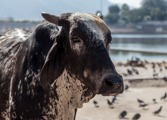 Pushkar Lake: Ghat - Heilige Kuh