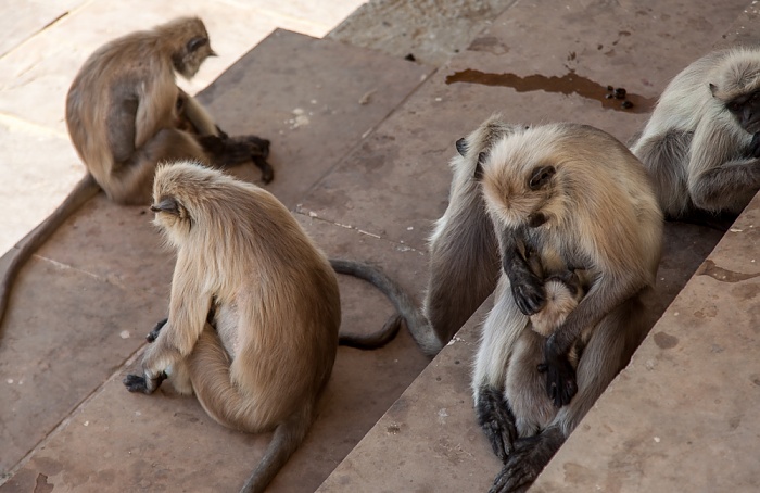 Ghat: Paviane Pushkar