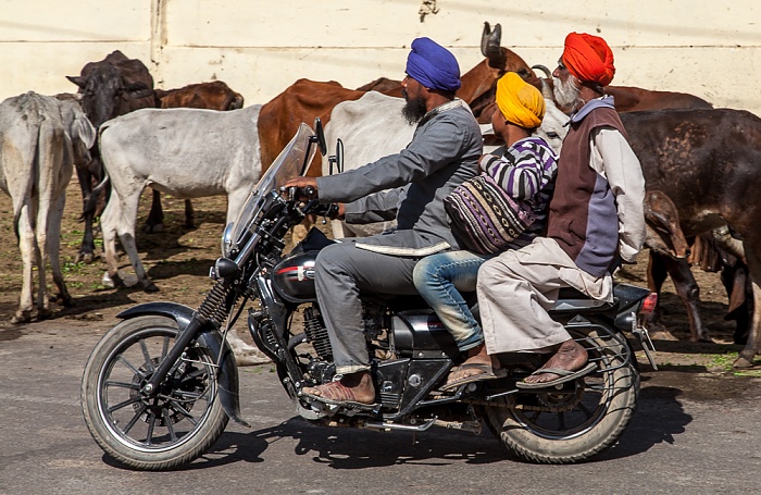 Drei Inder auf einem Moped Pushkar