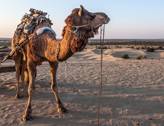 Khuri Wüste Thar (Desert National Park): Kamel