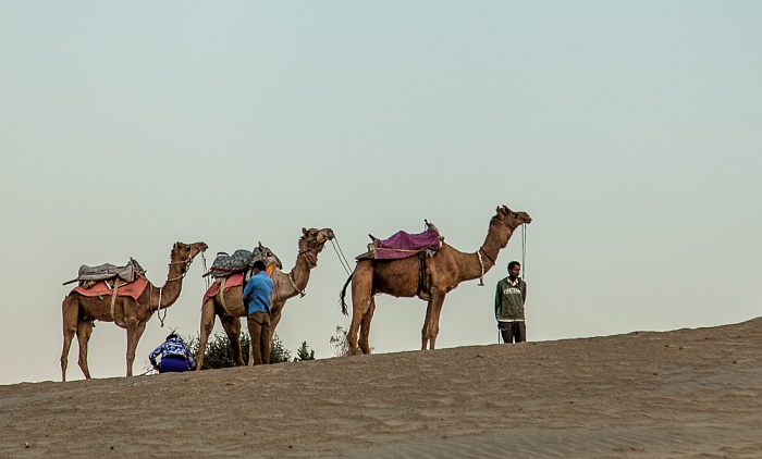 Khuri Wüste Thar (Desert National Park): Kamele