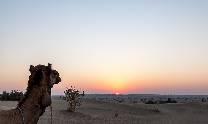 Khuri Wüste Thar (Desert National Park): Kamel