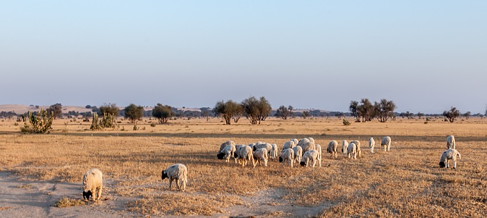 Dhoba Wüste Thar (Desert National Park): Schafe