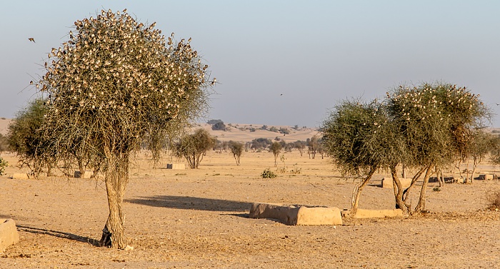 Dhoba Wüste Thar (Desert National Park)