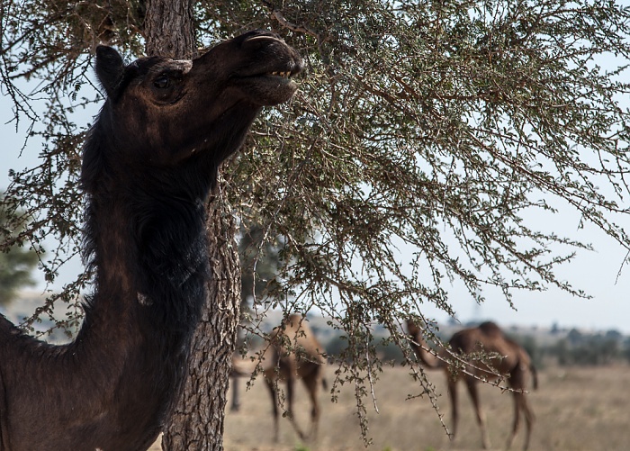 Wüste Thar: Kamele