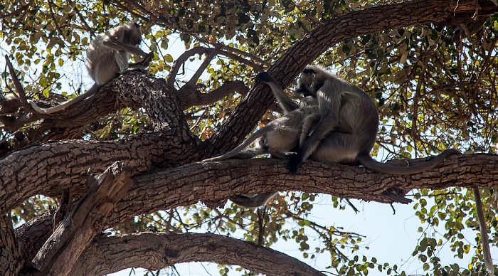 Hanuman-Languren (Semnopithecus) Ranakpur