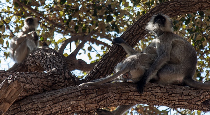 Hanuman-Languren (Semnopithecus) Ranakpur