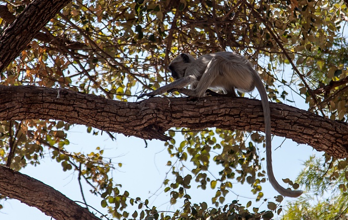 Ranakpur Hanuman-Langur (Semnopithecus)