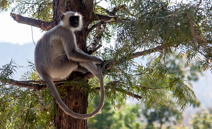 Hanuman-Langur (Semnopithecus) Ranakpur