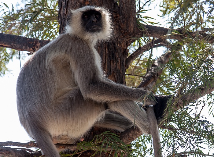 Hanuman-Langur (Semnopithecus) Ranakpur