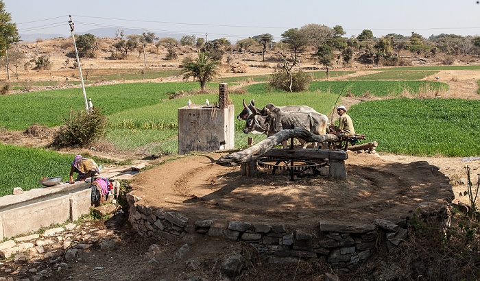 Wasserbrunnen mit Rinder-Pumpantrieb Bishma