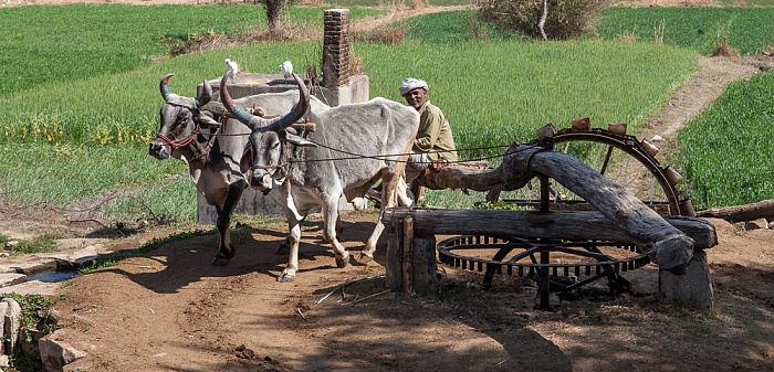 Wasserbrunnen mit Rinder-Pumpantrieb Bishma