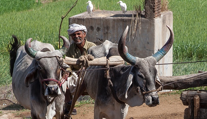 Wasserbrunnen mit Rinder-Pumpantrieb Bishma
