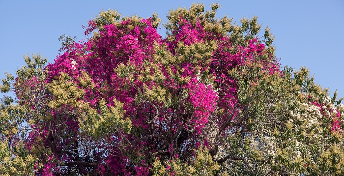 Saheliyon-ki-Bari Udaipur