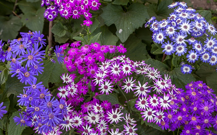 Saheliyon-ki-Bari Udaipur