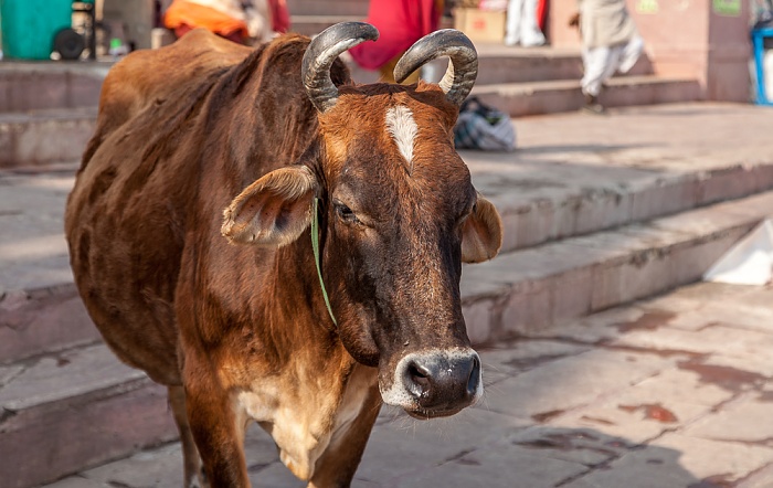 Ghats: Prayaga Ghat - Kuh Varanasi