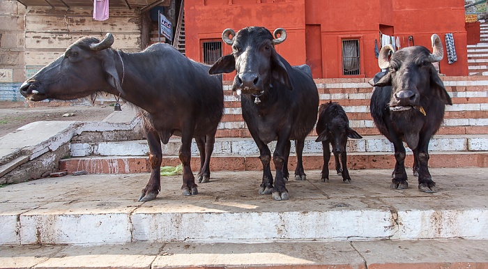 Ghats: Raja Ghat - Kühe Varanasi