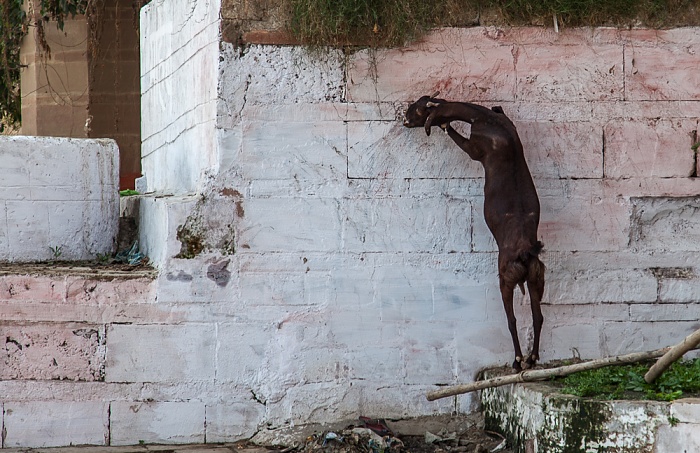 Ghats: Chaowki Ghat - Ziege Varanasi