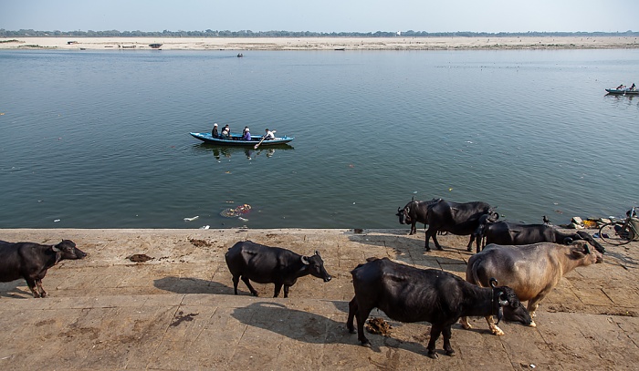 Ghats: Nepali Ghat - Kühe Varanasi