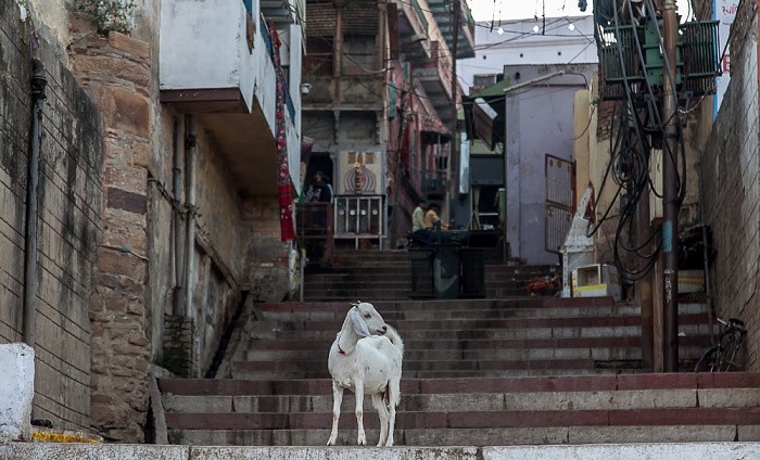 Ghats: Ziege Varanasi