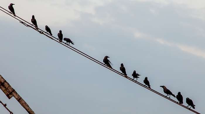 Fort Kochi: Chinesische Fischernetze Kochi