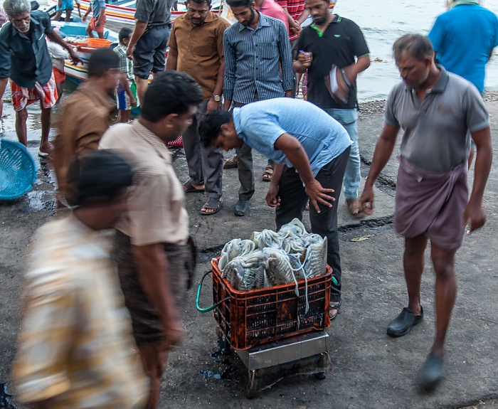 Fort Kochi: Verkauf des frischgefangenen Fischs