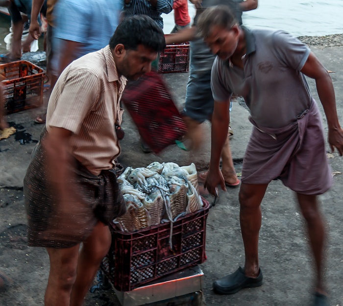 Fort Kochi: Verkauf des frischgefangenen Fischs Kochi