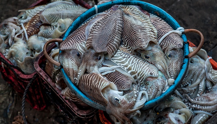 Fort Kochi: Frischgefangener Fisch Kochi