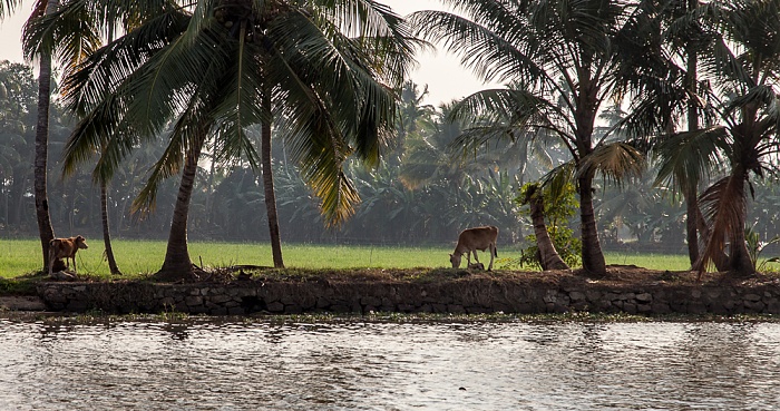 Reisfelder, Rinder Backwaters