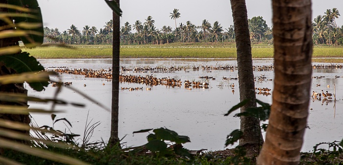 Backwaters Überflutetes Reisfeld mit Enten