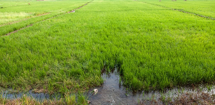 Reisfelder Backwaters